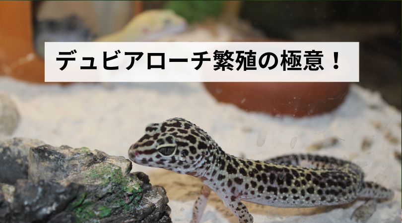 dyubiahansyokunogokui