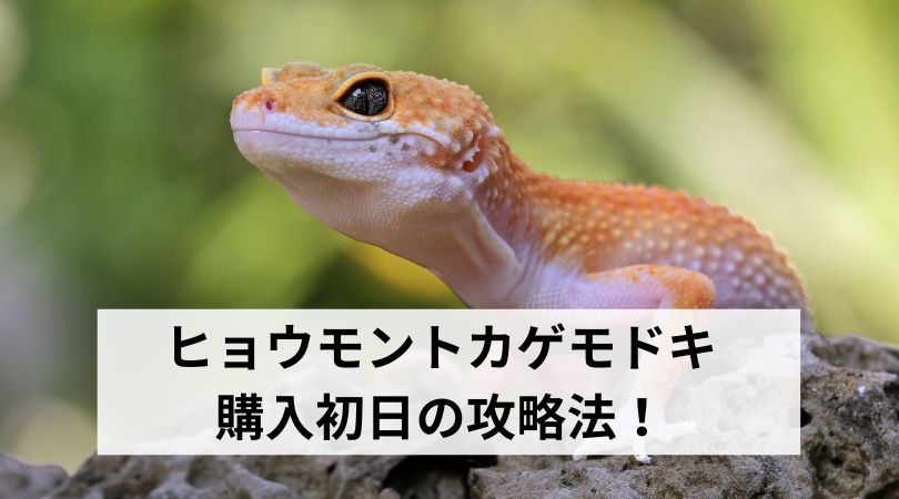 hyoumongokagemodokikounyusyonichi