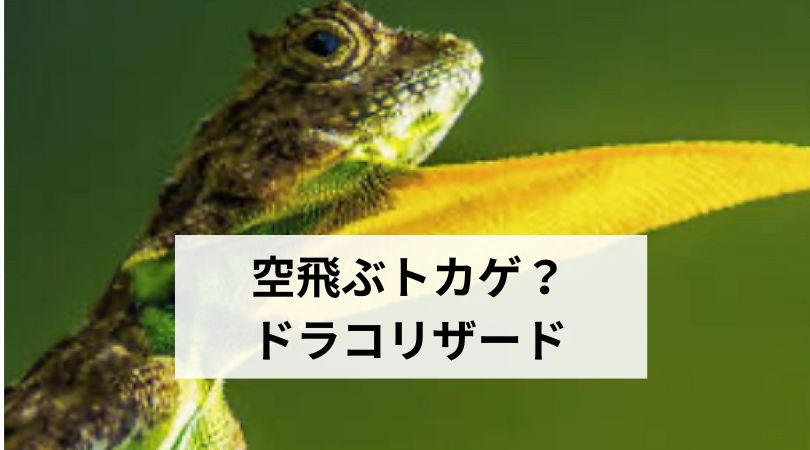 soratobutokagedorakoriza-to