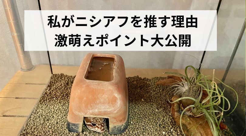 watashiganishiahuwoosuriyu