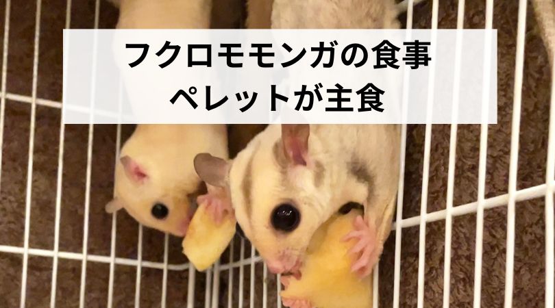 hukuromomongaperettogasyusyoku