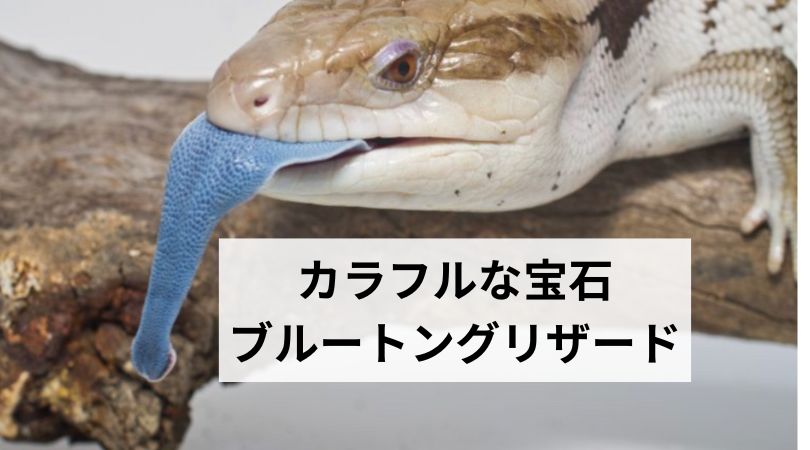 buru-tonguriza-dokarahuruhouseki