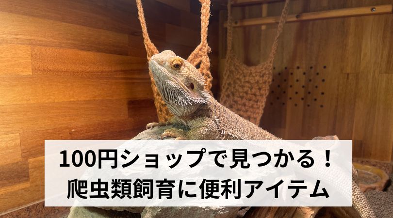 100ensyopdemitsukaruhatyuuruiguzzu