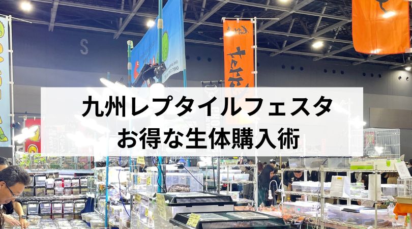 kyuurepuotokunaseitaikounyuu