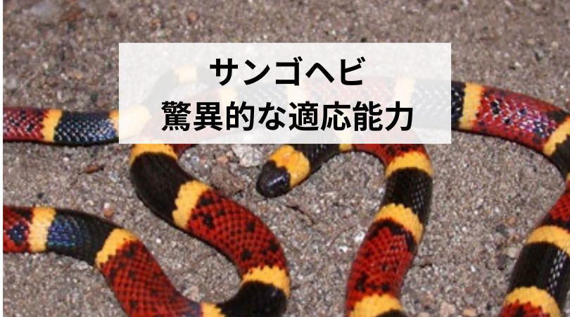 sangohebitekiouyouryoku