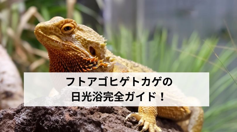 hutoagohigetokagenikkouyoku