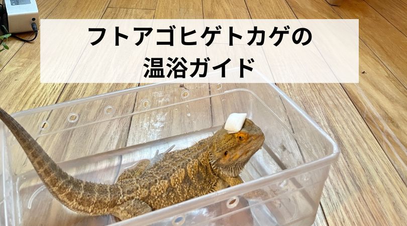 hutoagohigetokageonyku