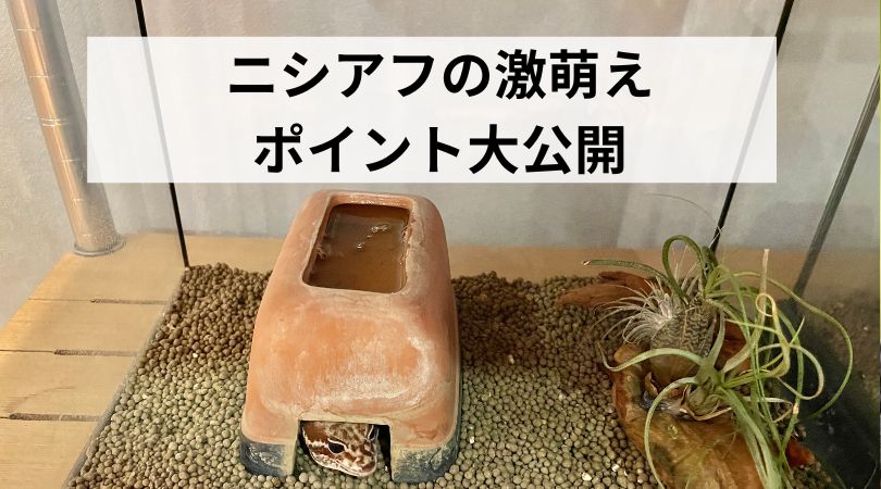 nishiahunomoepoint