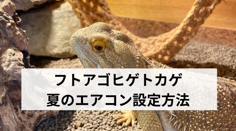 フトアゴヒゲトカゲの夏のエアコン設定