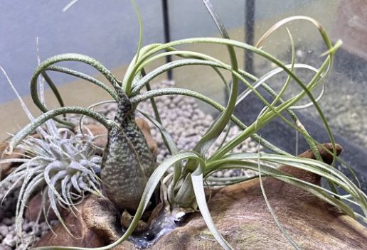 エアプランツを取り付けた流木の装飾例