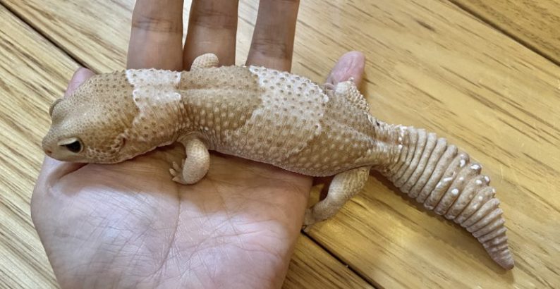 手のひらに乗るニシアフのやさしい表情