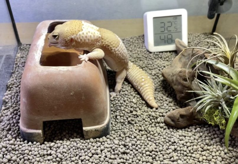 元気に過ごすニシアフリカトカゲモドキ｜適切な食事管理と飼育環境がカギ" 