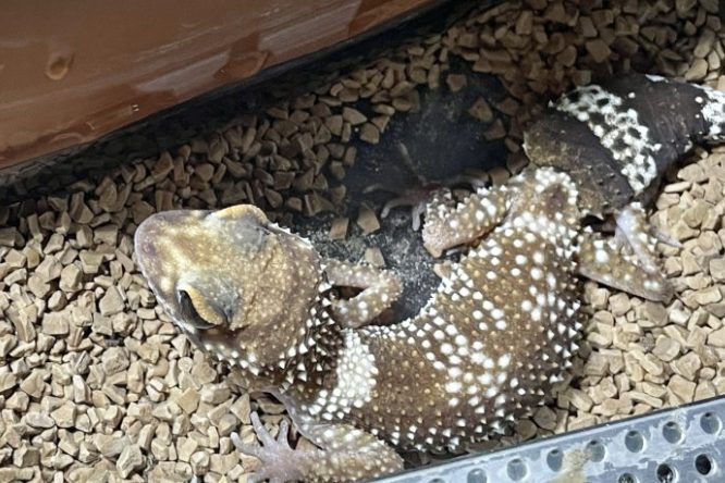 アンダーウッディサウルスミリーがケージでくつろぐ様子