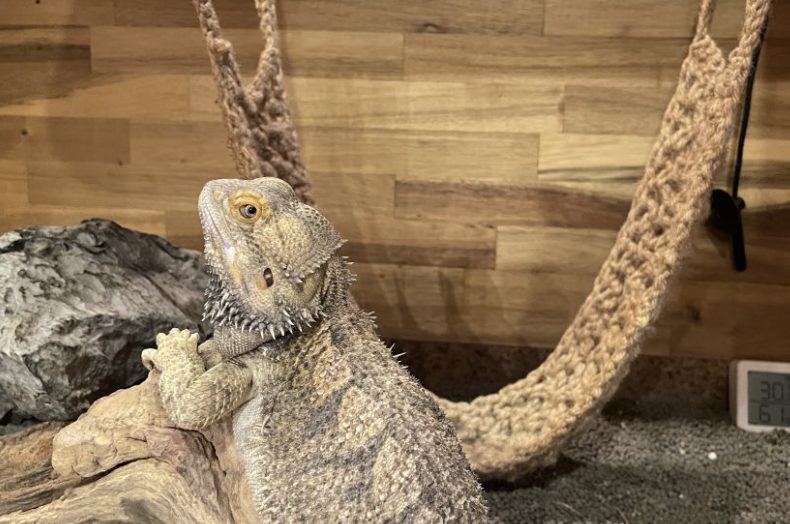 バスキングライト下の岩に登るフトアゴヒゲトカゲ