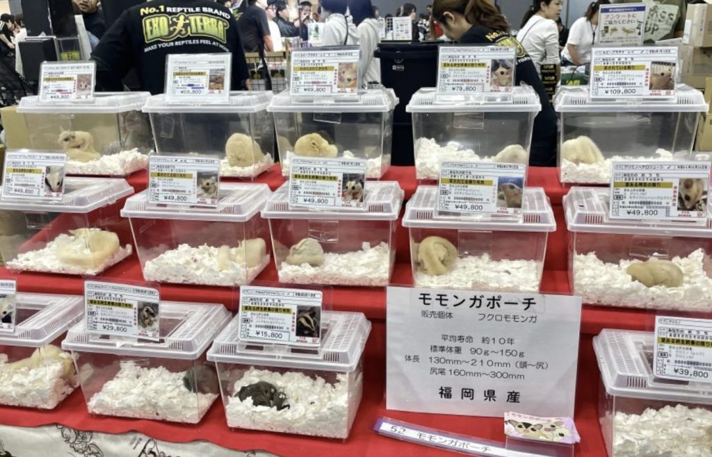 フクロモモンガのブリーダー「モモンガポーチ」の販売ブース