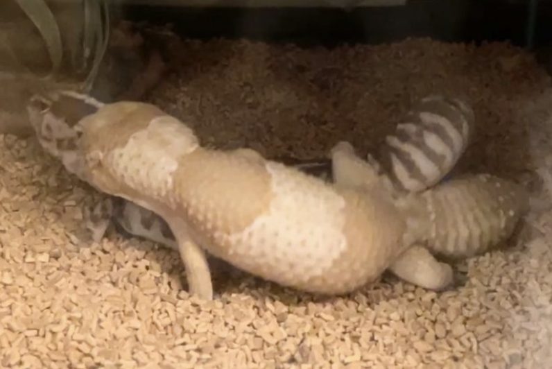 交尾をしているニシアフリカトカゲモドキ
