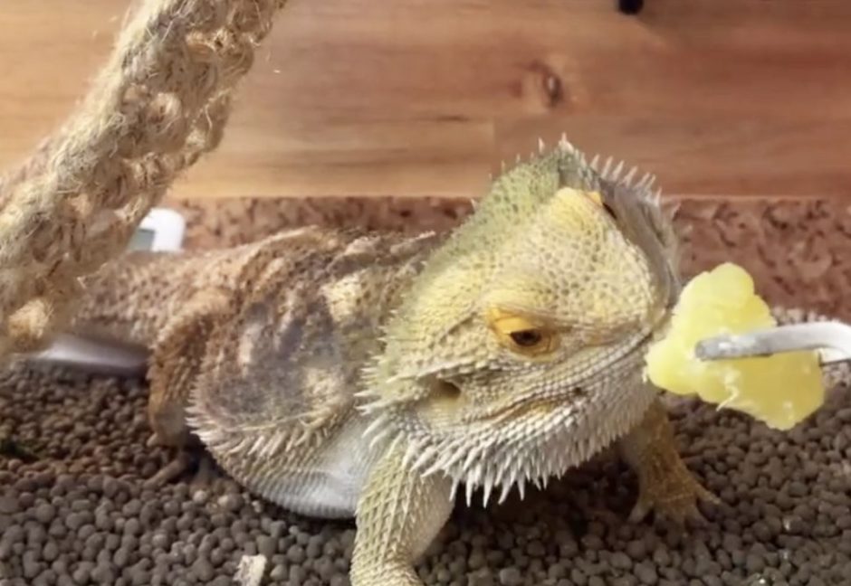 フトアゴヒゲトカゲがさつまいもを食べている普段のエサの様子