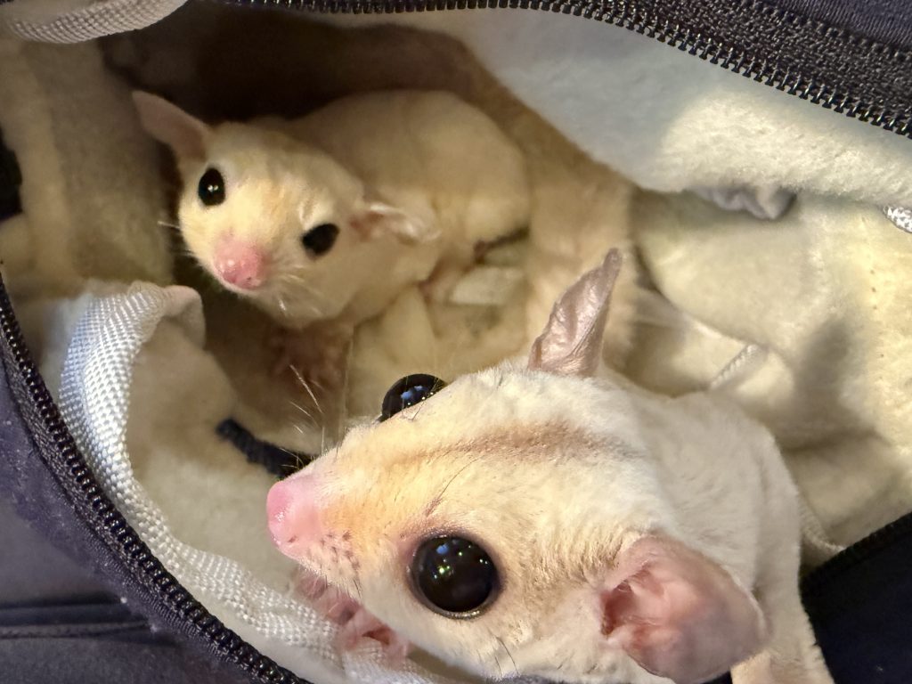 2匹のフクロモモンガがポーチでくつろいでる様子