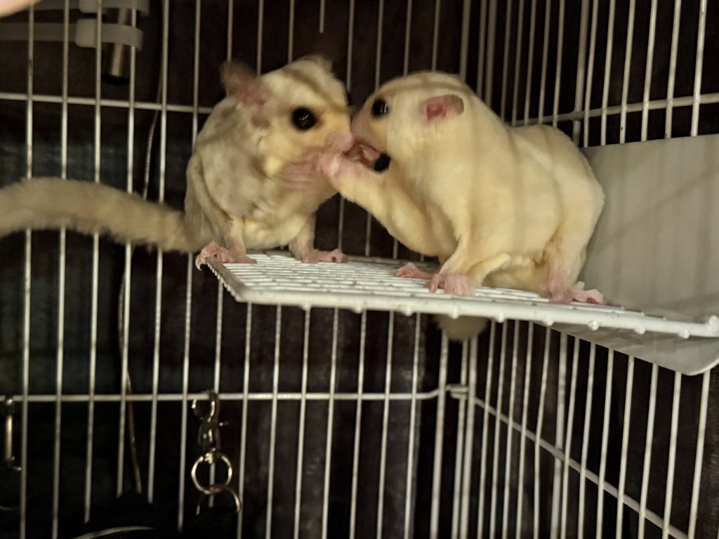 ケージで仲良くしてる2匹のフクロモモンガ