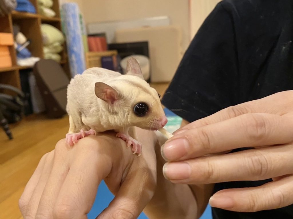 フクロモモンガのおやつを手に取る様子