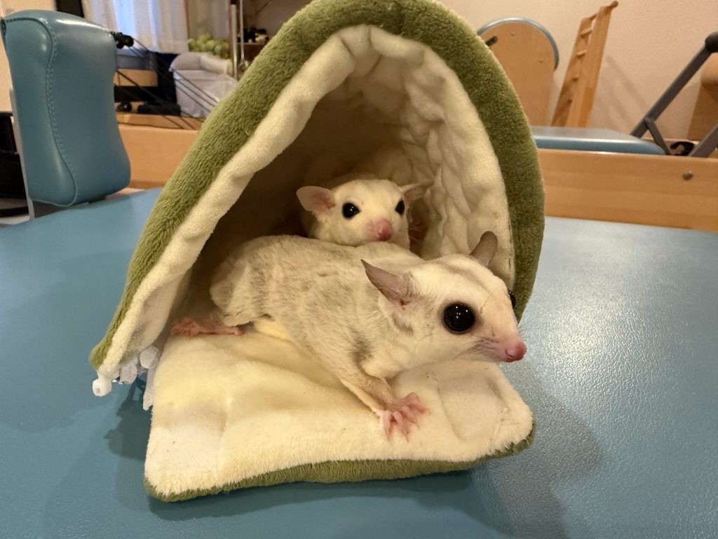 おやつを待つ2匹のフクロモモンガ