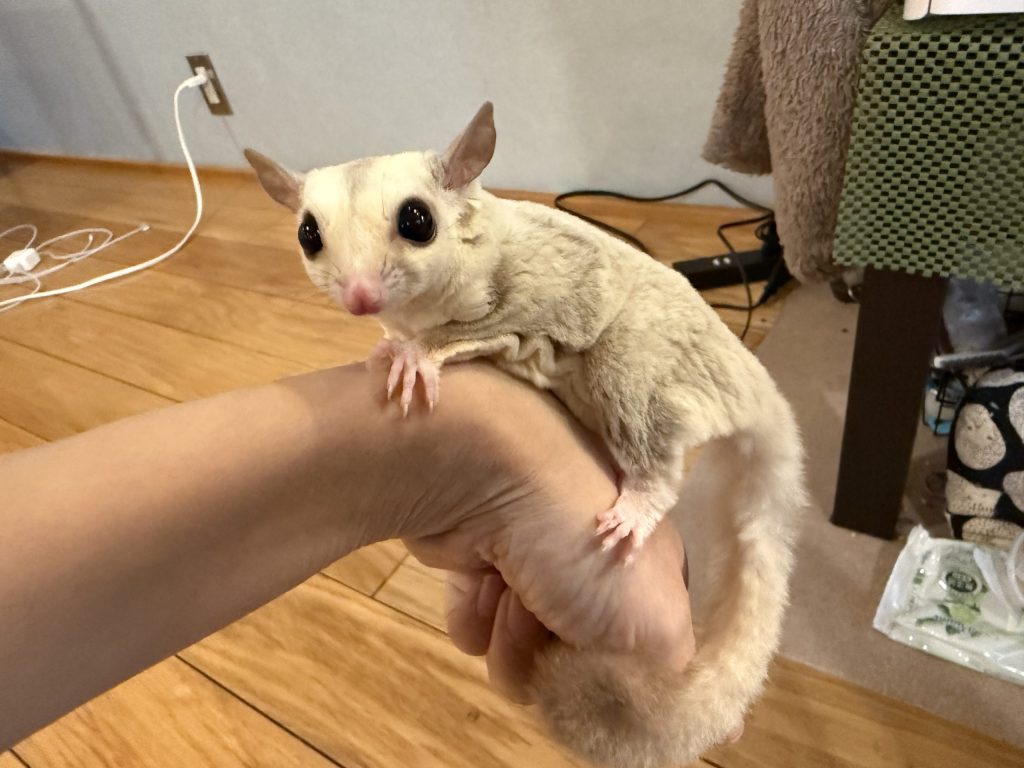 手に乗ってくつろぐフクロモモンガ
