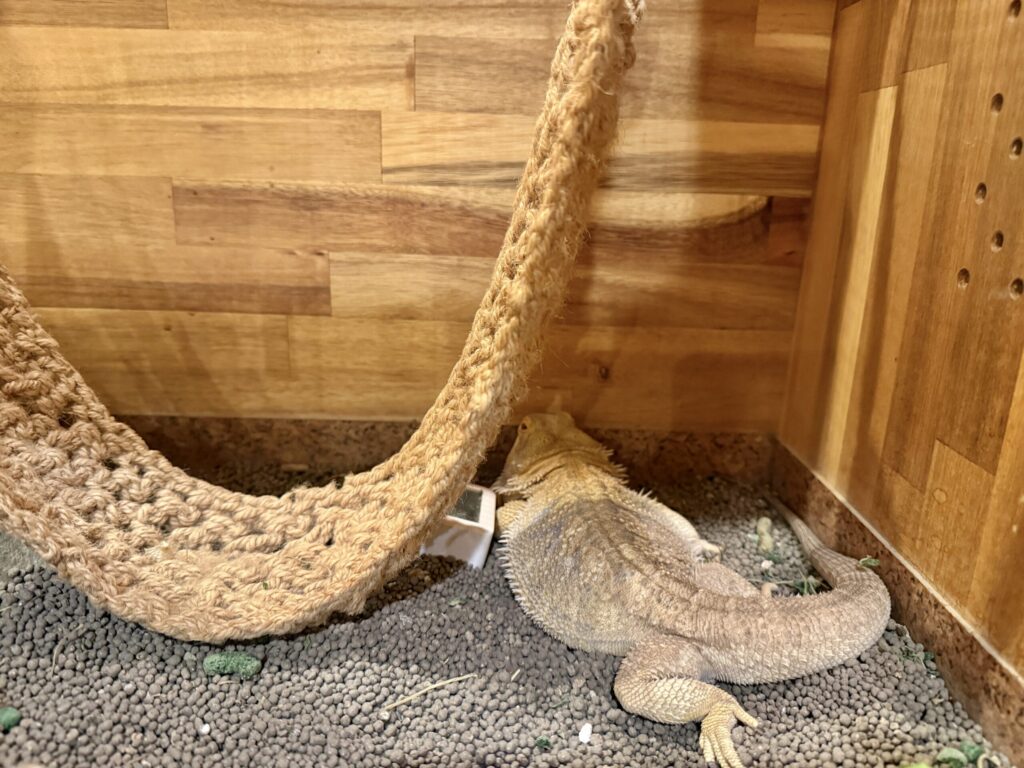 フトアゴヒゲトカゲが休んでる様子