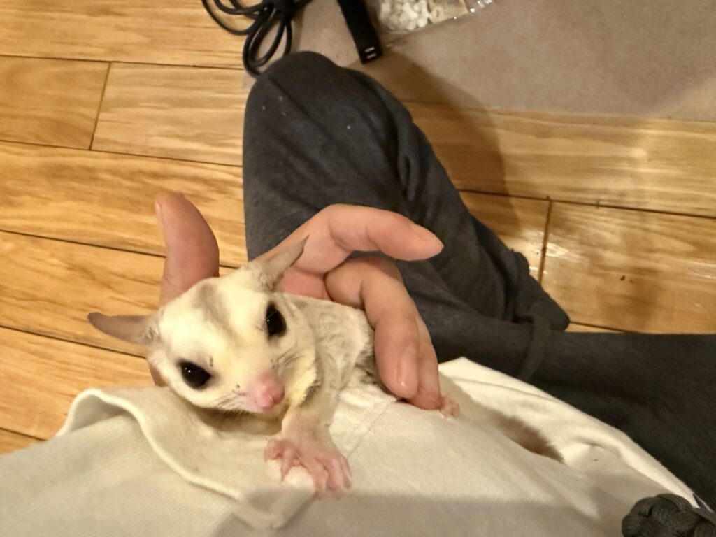 フクロモモンガと遊んでる様子