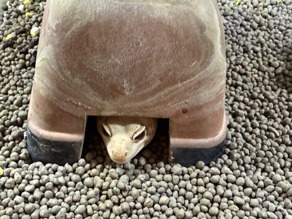 夜、顔を出してる西アフリカトカゲモドキ