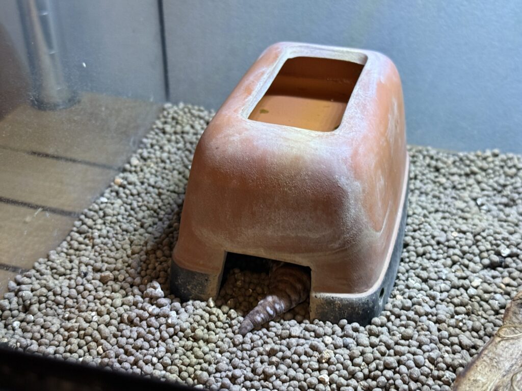 お昼はシェルターで寝ている西アフリカトカゲモドキ