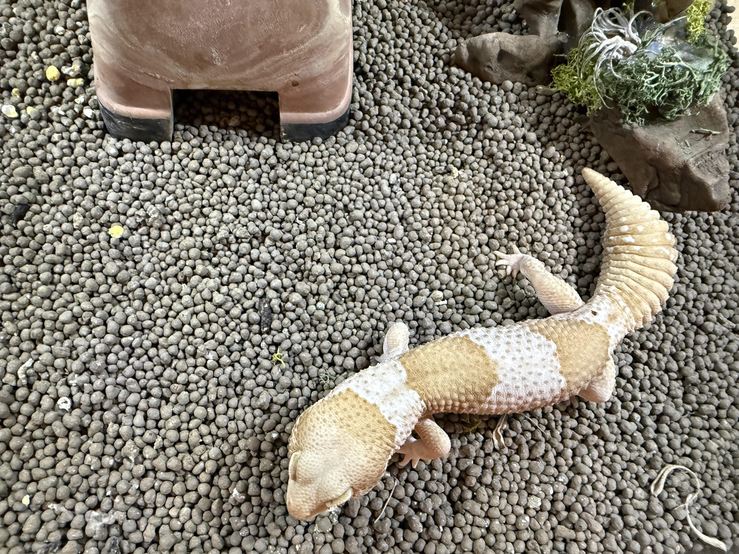 ケージでくつろぐ二シアフリカトカゲモドキ