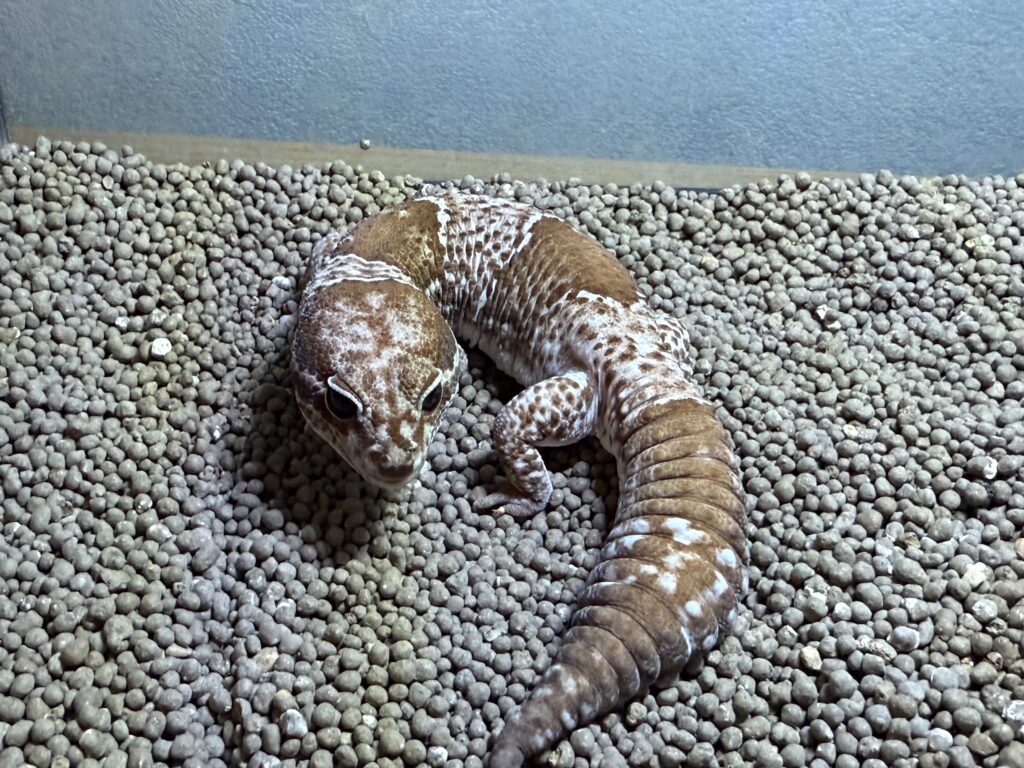 ご飯を待ってるニシアフリカトカゲモドキ