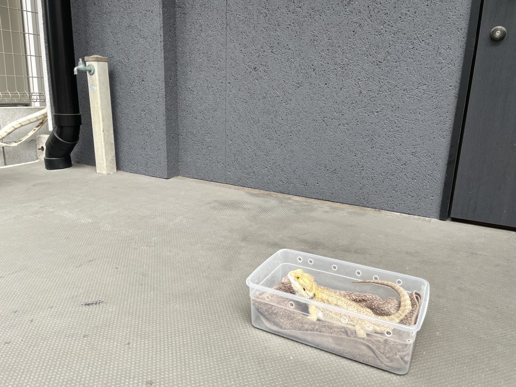 外で日光浴するフトアゴヒゲトカゲと日陰の工夫