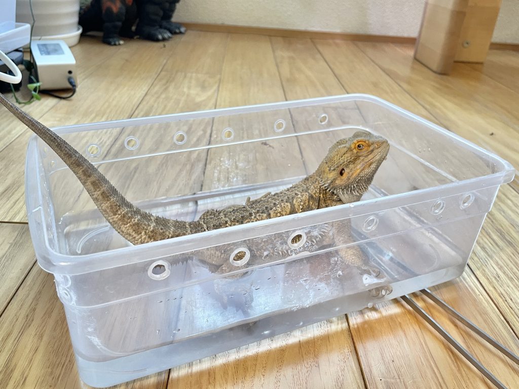 便秘解消のために温浴するフトアゴヒゲトカゲの様子 