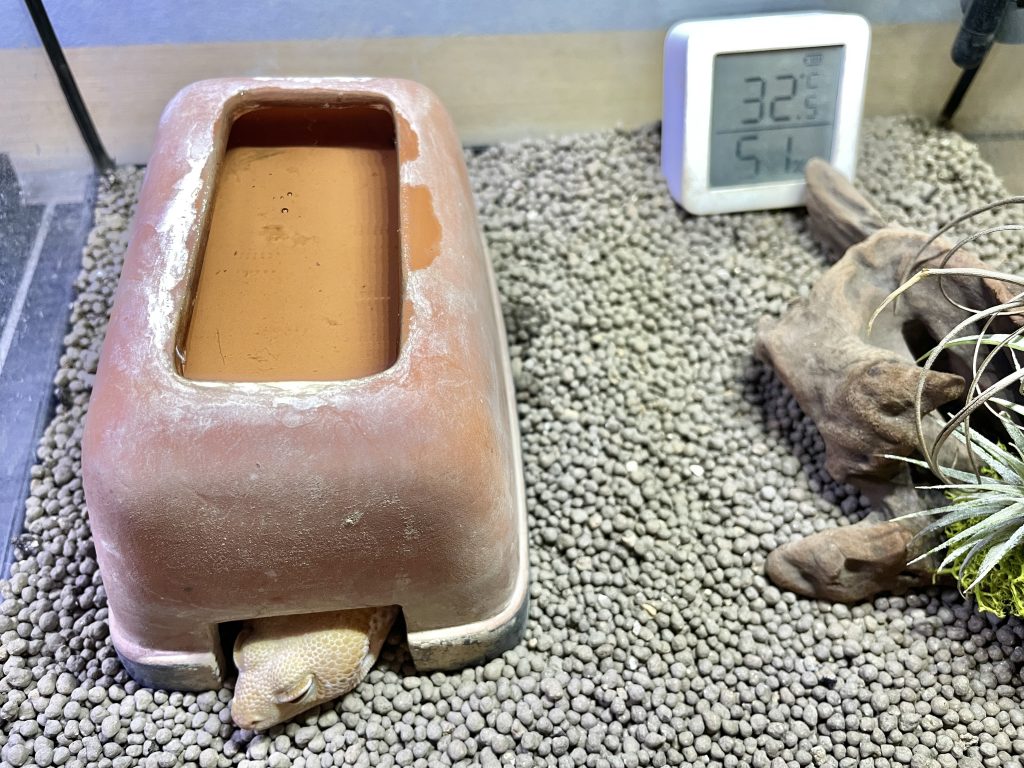 ニシアフリカトカゲモドキの飼育ケージ