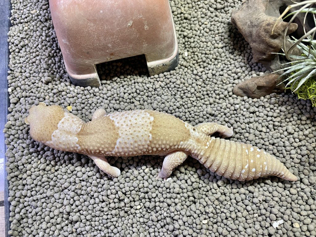 ニシアフリカトカゲモドキの飼育ケージ全体の様子