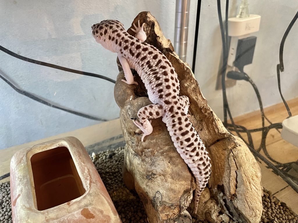 ヒョウモントカゲモドキの飼育に適したケージの例