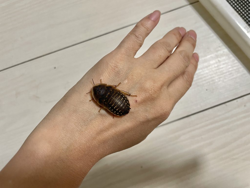エサ用のデュビアローチ成虫の様子