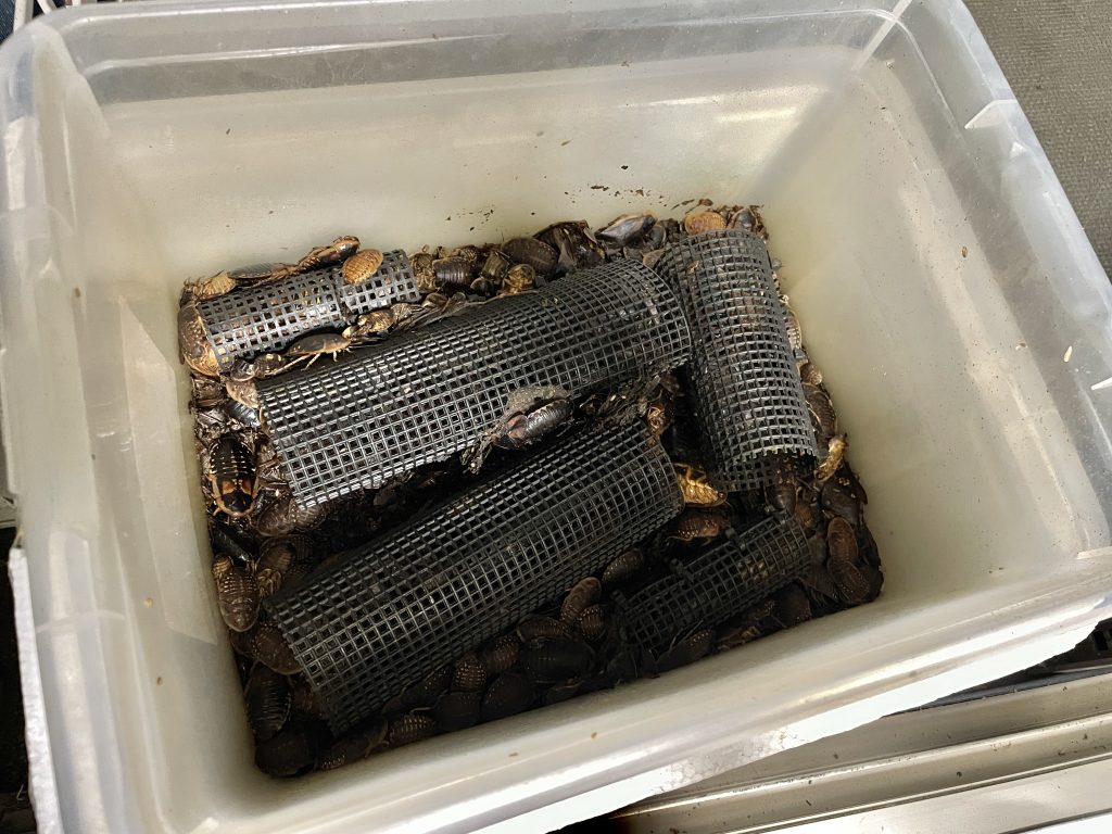 デュビアローチの繁殖用ケージの中