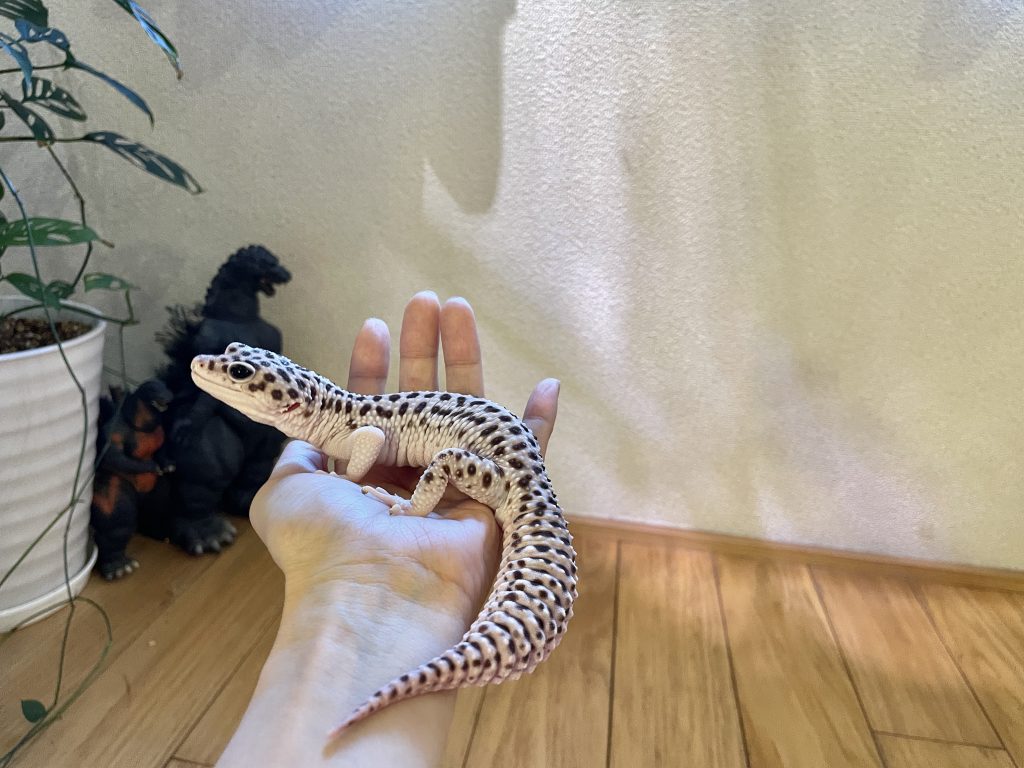 スリムな体型が特徴のヒョウモントカゲモドキが手に乗ってる様子