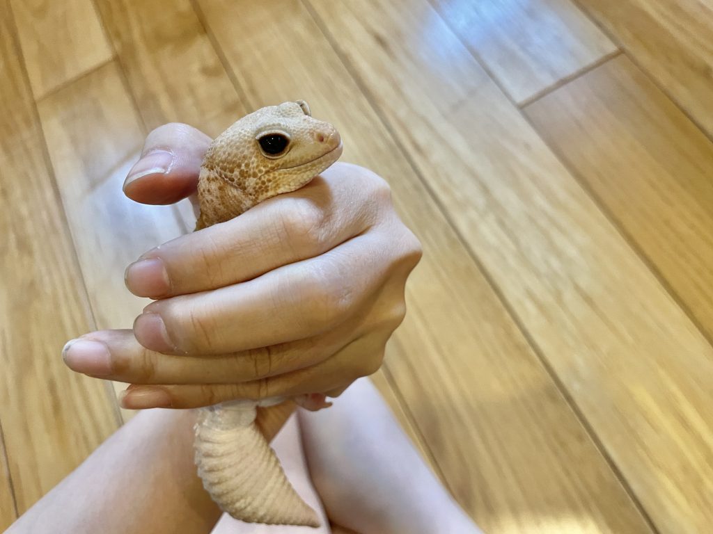まんまるの瞳がチャームポイントのニシアフリカトカゲモドキ