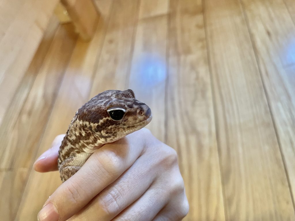 手の中でリラックスするニシアフの様子