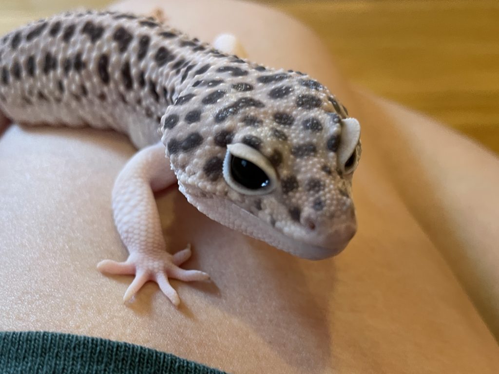凛とした表情のヒョウモントカゲモドキがこちらを見つめる