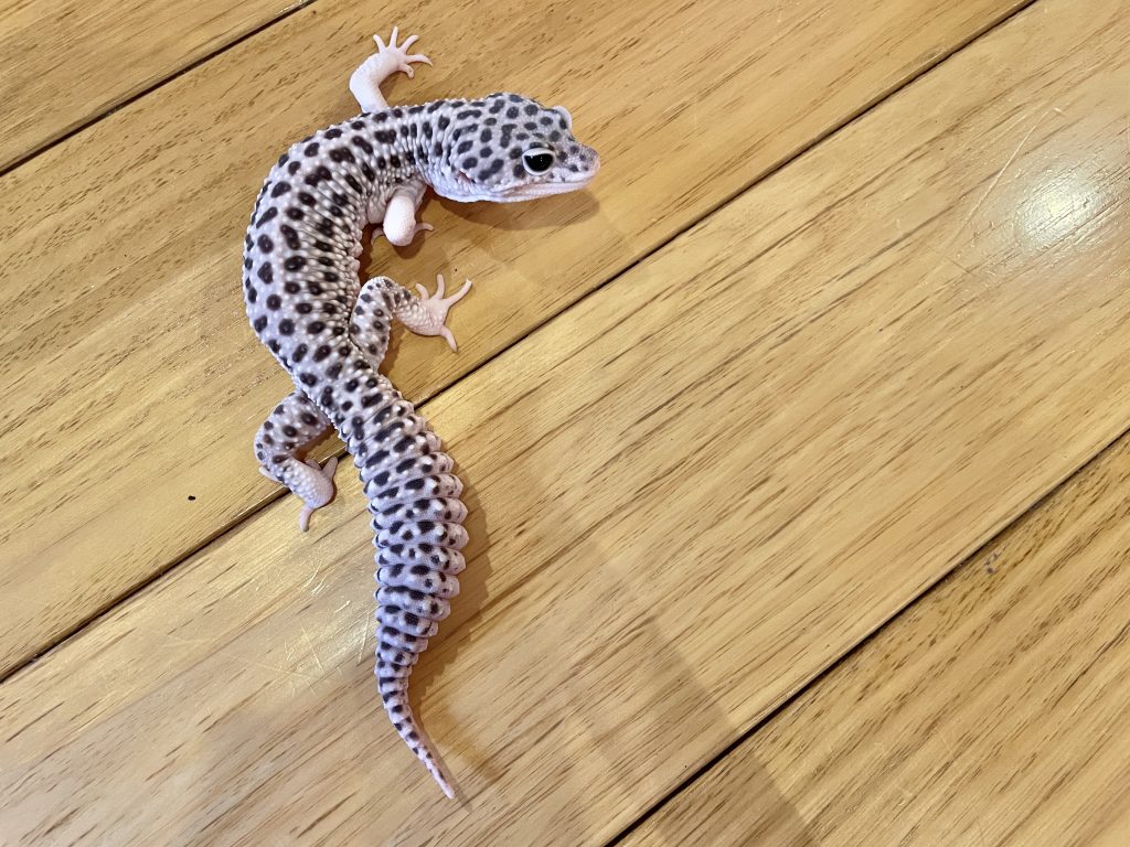 くっきりとした模様が美しいレオパの背中