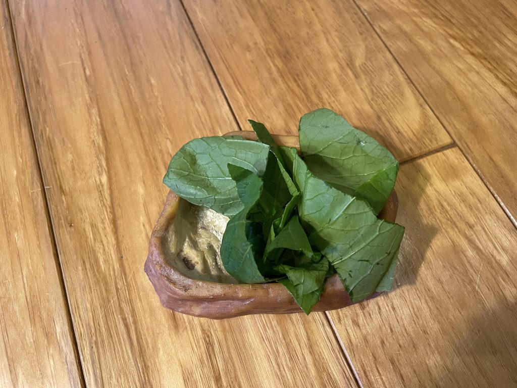 葉物野菜を並べたフトアゴヒゲトカゲのエサプレート