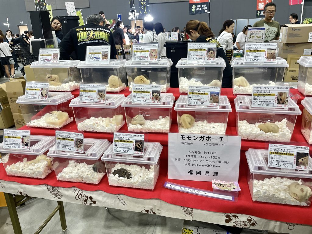 展示されてるフクロモモンガの様子
