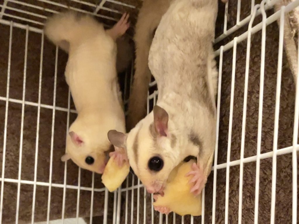リンゴを食べる2匹のフクロモモンガ