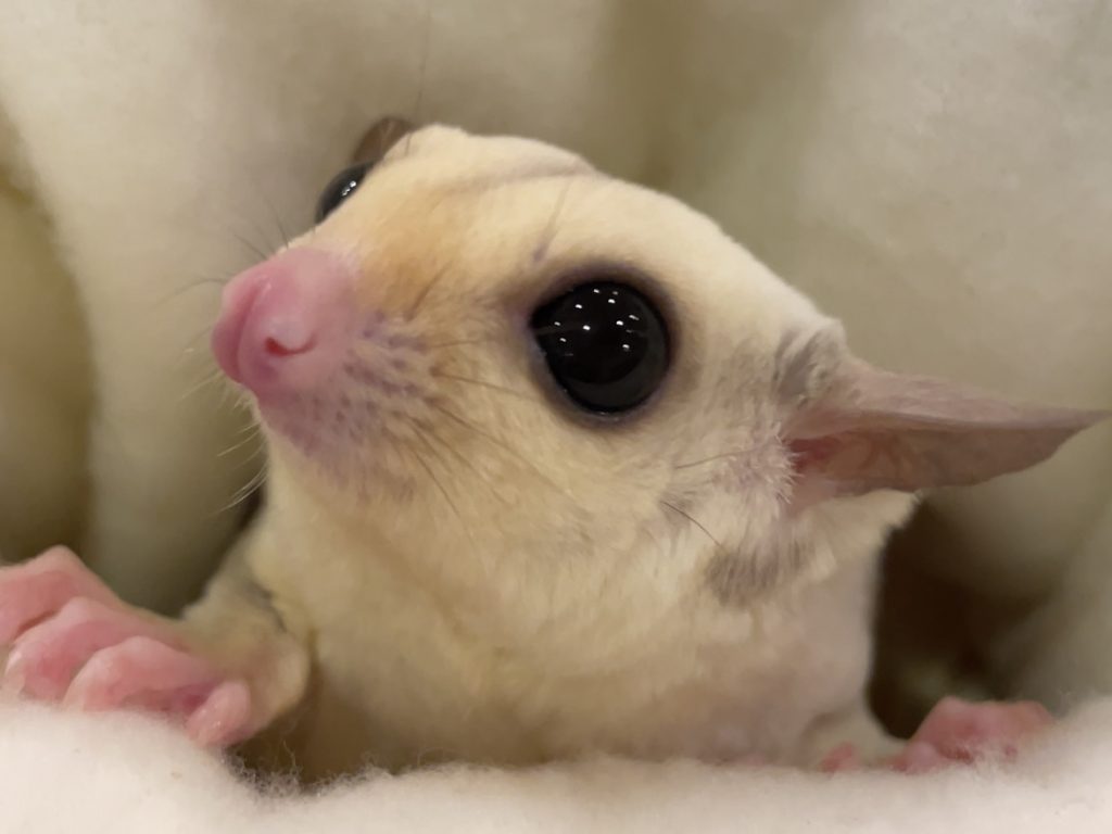 ポーチから顔を出すフクロモモンガ