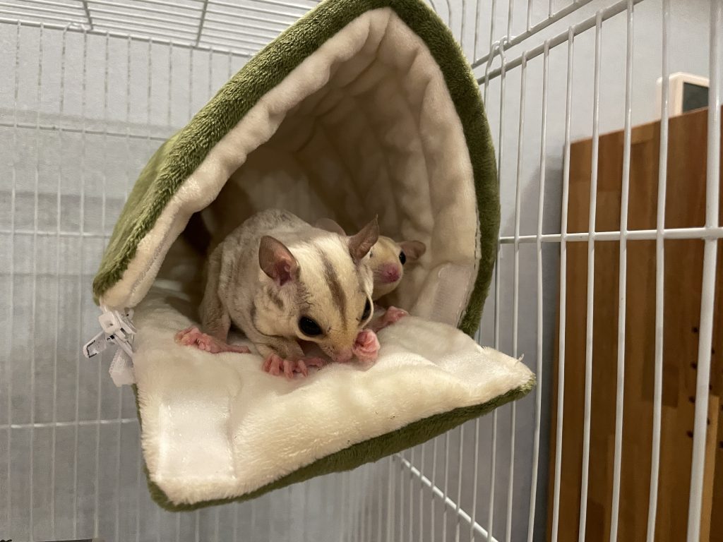 筆者が飼っているモザイクリューシとプラチナのフクロモモンガ