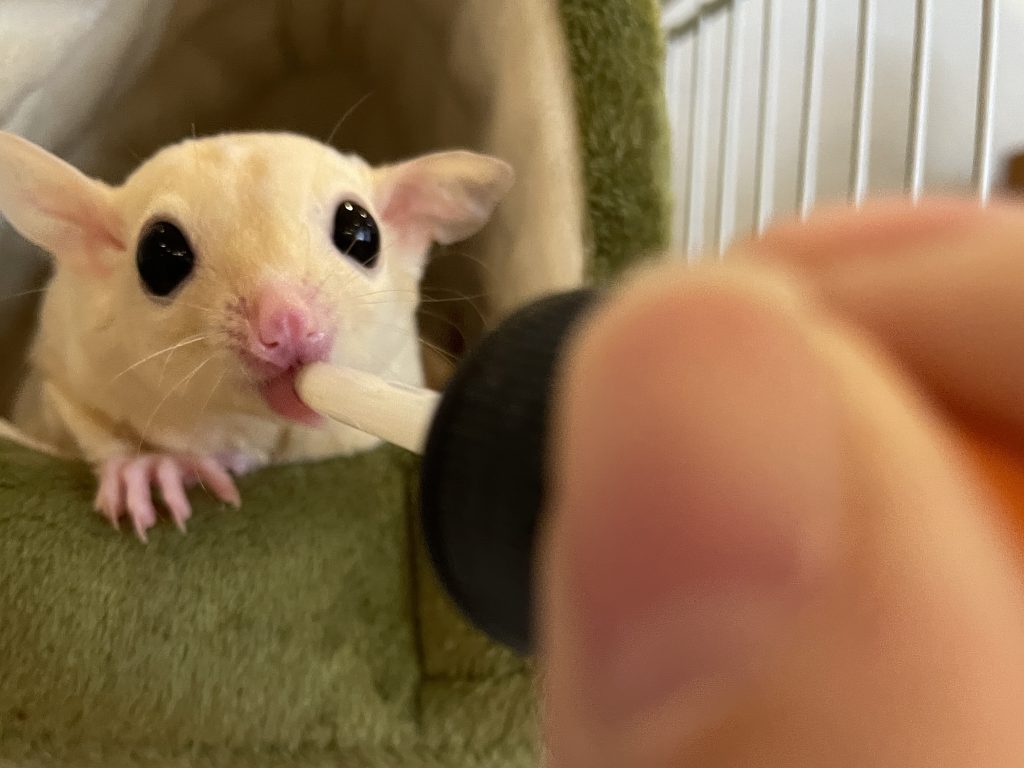 ミルクをスポイトから飲むフクロモモンガ